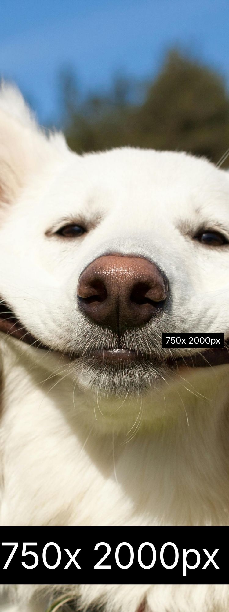 1800 x 700px (9)